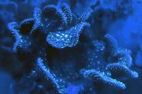 Pavona Lettuce Coral Thumbnail