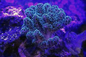 Rainbow Pocillopora Thumbnail