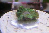 Rhodactis Mushroom Thumbnail