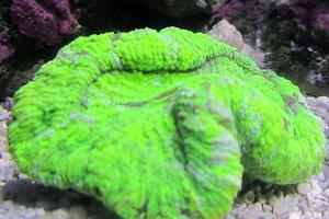 Open Brain Coral Thumbnail