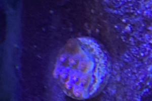 Cyphastrea Thumbnail