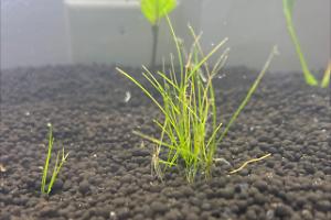 Dwarf Hairgrass Thumbnail