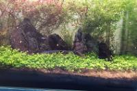 45CM Planted Shrimp Tank on Sep 11, 2022