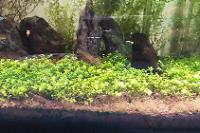 45CM Planted Shrimp Tank on Sep 11, 2022