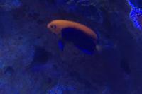 Orange Back Angelfish Thumbnail