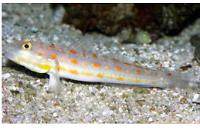 Orang Spot Goby Thumbnail