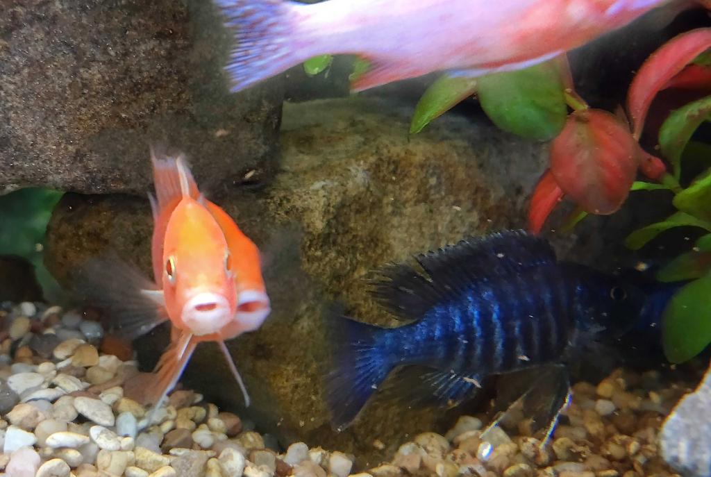 Peacock cichlid