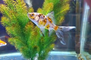 Calico Fantail Goldfish Thumbnail