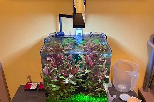 Dennerle Nano Cube with shrimps Thumbnail