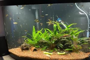 54 Gallon Corner Tank Thumbnail