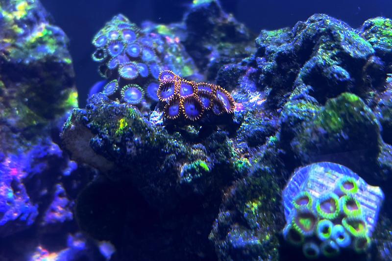 Reef Tank  Thumbnail