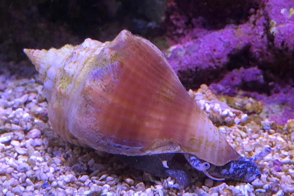 Queen Conch / Strombus gigas 40