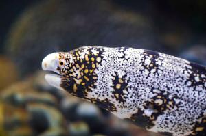 Snowflake Eel Thumbnail