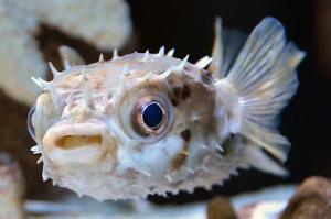 Porcupine Puffer Thumbnail