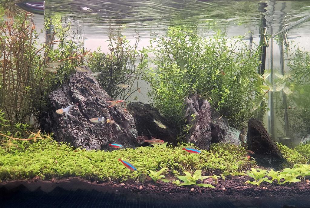 45CM Planted Shrimp Tank on Oct 9, 2022