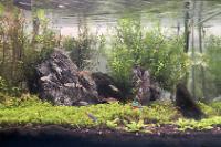 45CM Planted Shrimp Tank on Oct 9, 2022