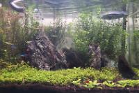 45CM Planted Shrimp Tank on Oct 9, 2022