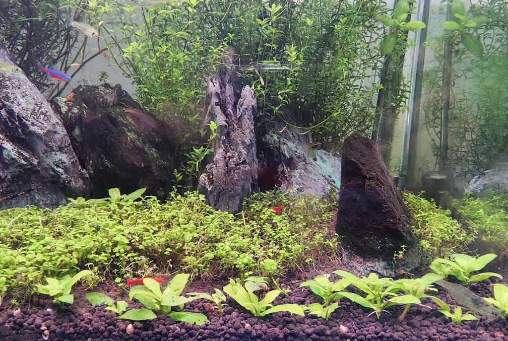 45CM Planted Shrimp Tank on Oct 9, 2022