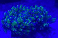 Torch Coral Thumbnail