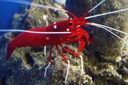 Peppermint Shrimp Thumbnail