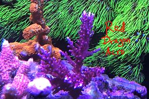 Red Dragon Acropora Thumbnail