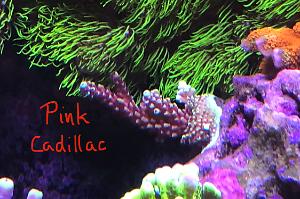 Jason Fox Pink Cadillac Acropora Thumbnail