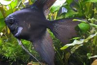 Pinoy Ghost Angelfish