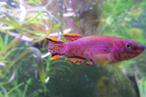 Gardneri Killifish - F1 - 8/01/2022