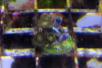 Rasta Zoa Thumbnail