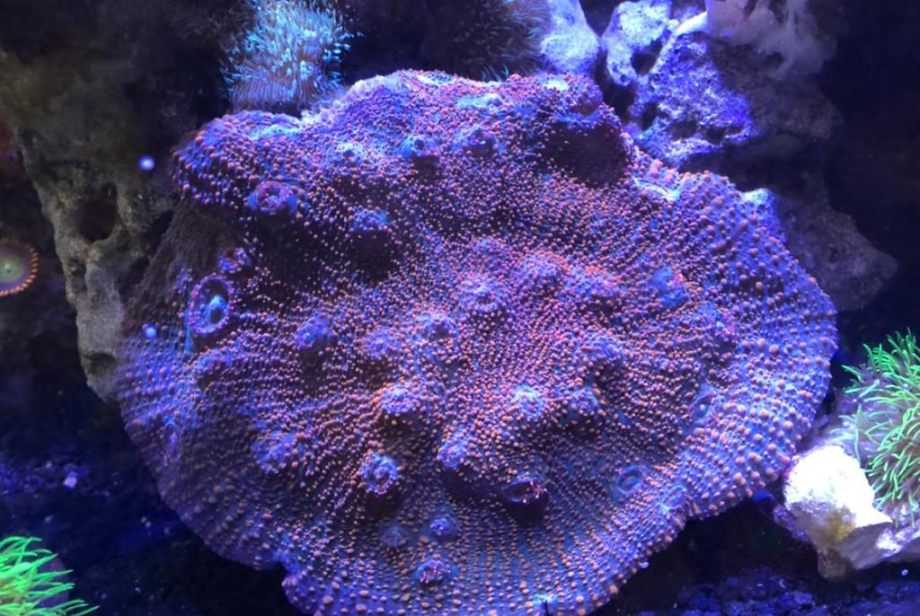 First saltwater: Fluval Evo 13.5 on Oct 16, 2022