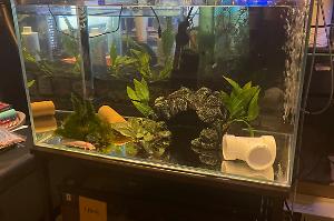 Axolotl Tank 21G on Oct 16, 2022