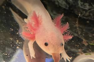 Axolotl Tank 21G on Oct 19, 2022