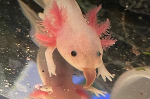 Axolotl Tank 21G on Oct 19, 2022