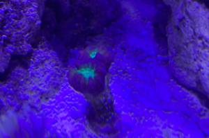 Candy Cane Coral Thumbnail