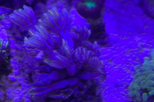 Clove Polyp Thumbnail