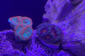 Micromussa Coral Thumbnail