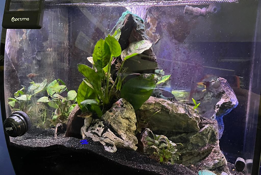 Dwarf Puffers 15G on Oct 22, 2022