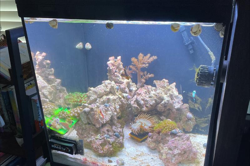 Broom - Reef Tank Thumbnail