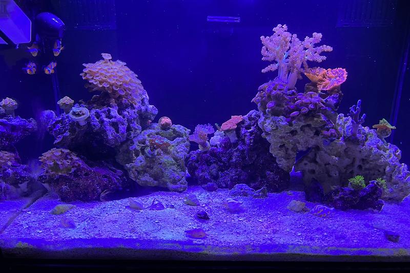 My Aquarium Thumbnail