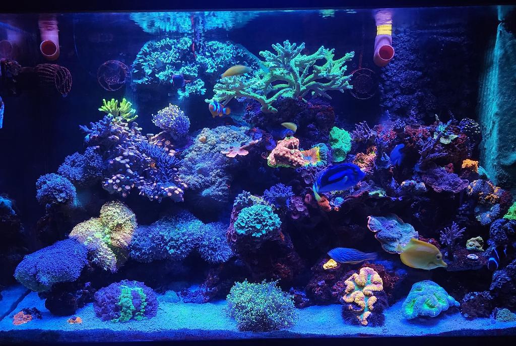 My Aquarium on October 30, 2022