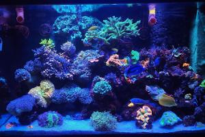 My Aquarium on October 30, 2022