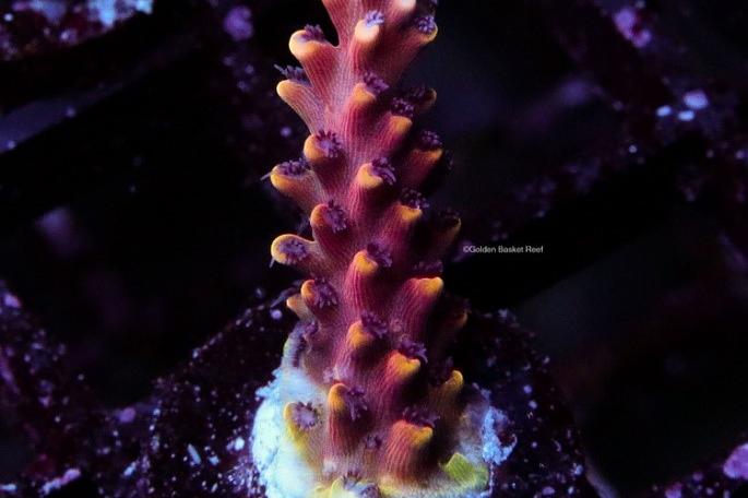 Pink Cadillac / Acropora sp var Pink Cadillac 47