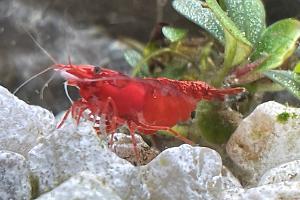 Red Cherry Shrimp Thumbnail