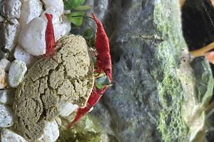 Red Cherry Shrimp Thumbnail