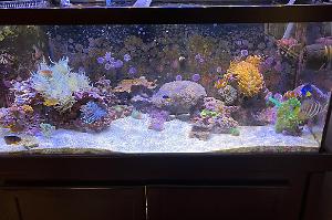 My Mixed reef Thumbnail