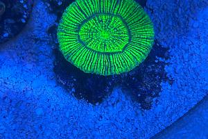 Open Brain Coral Thumbnail