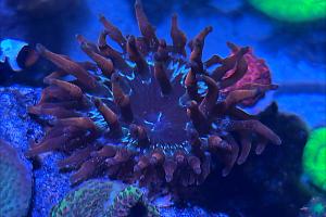 Bubble Tip Anemone Thumbnail