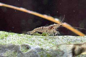 Red Cherry Shrimp Thumbnail