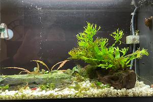 Fluval 2022 Thumbnail