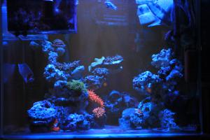 Marine Tank Thumbnail